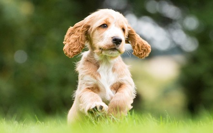Hearing Puppy for Deaf Veterans